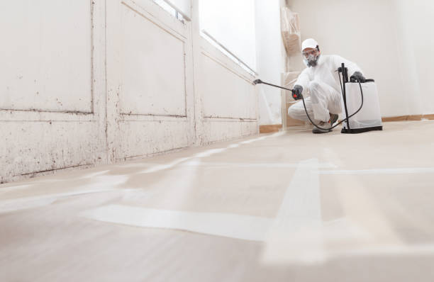 Black mold remediation team in Manistee